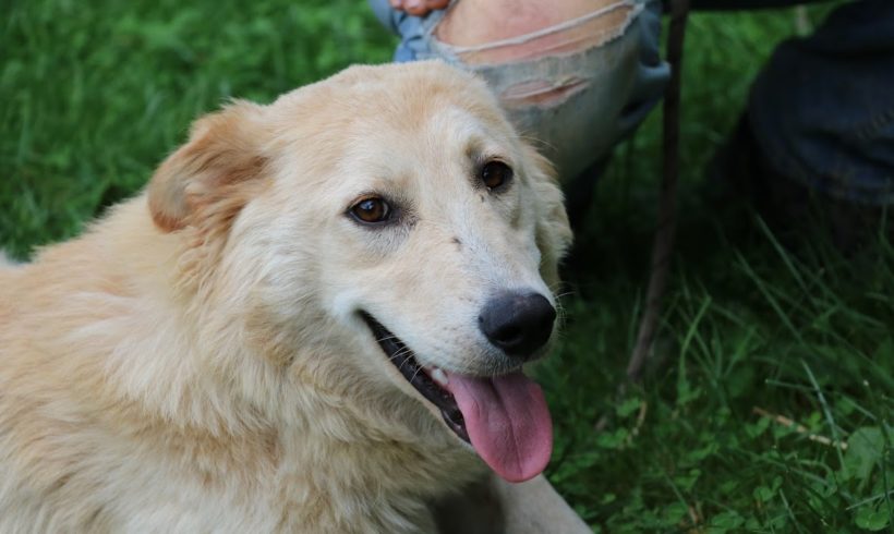 Camel ♥vermittelt♥