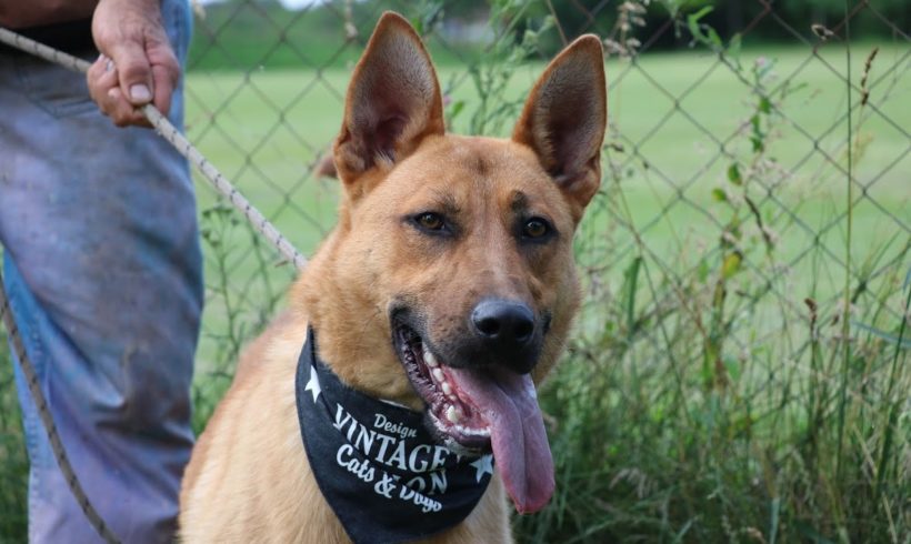 Forest ❤️Vermittelt❤️