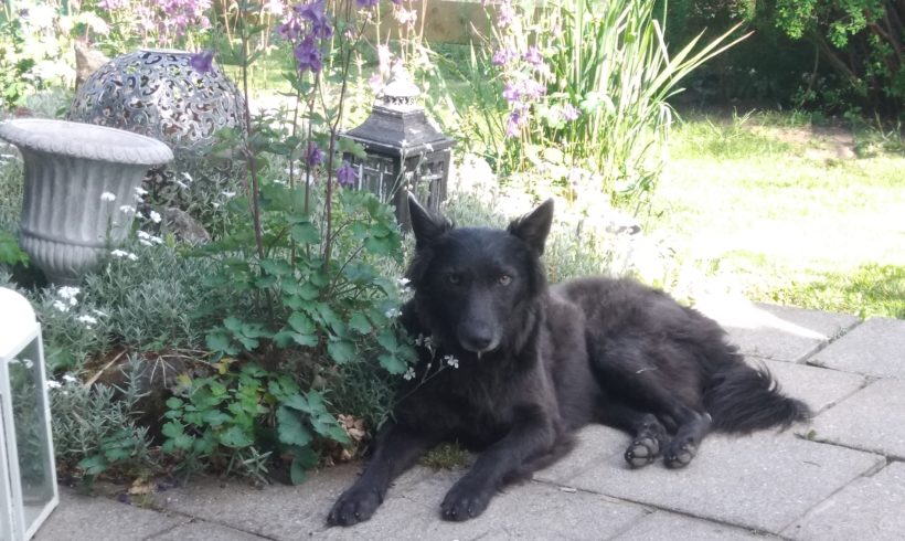 Ninja ♥ darf sein zu Hause in 86476 Neuburg a.d.K. behalten♥!