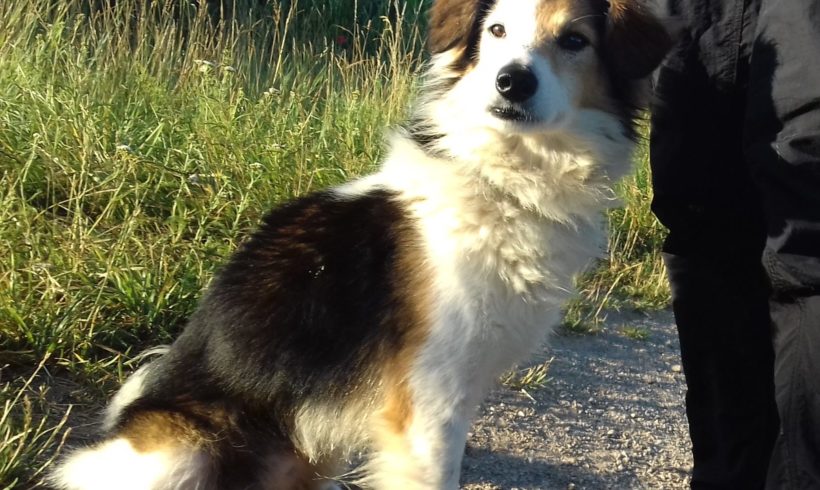 Pici 3 ♥vermittelt♥ ▲ auf PS in 91746 Weidenbach