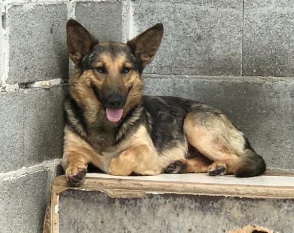 Bari! Transportpaten gefunden – Ausreisepaten gefunden ! ♥vermittelt♥ → 7/2020 Bari! Transportpaten gefunden – Ausreisepaten gefunden ! ♥vermittelt♥ → 7/2020