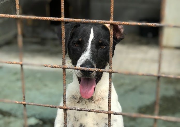 Bobo 3 ♥vermittelt♥ ▲ auf PS in 78166 Donaueschingen