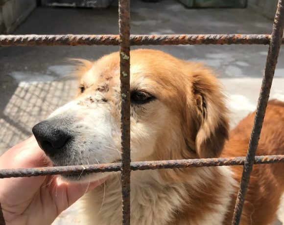 Konjak !Transportpaten gefunden! ♥vermittelt an die Tierhilfe Franken♥ →11.07.2020 Konjak !Transportpaten gefunden! ♥vermittelt an die Tierhilfe Franken♥ →11.07.2020