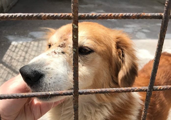 Konjak !Transportpaten gefunden! ♥vermittelt an die Tierhilfe Franken♥ →11.07.2020