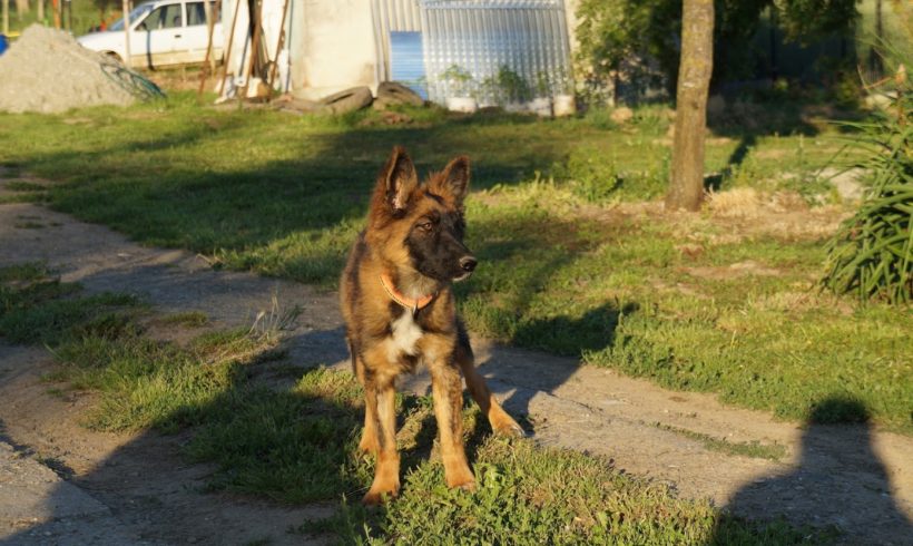 Lina 3 ♥vermittelt♥