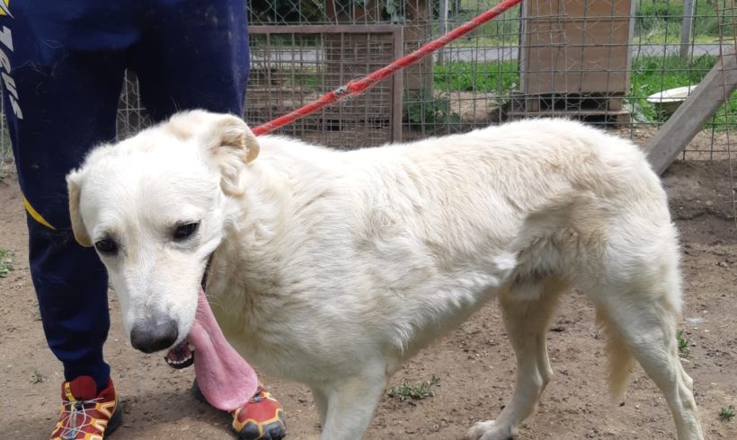 Maci •vermittelt •