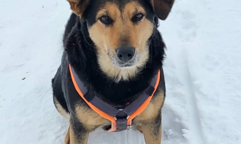 Pötyi 3 ♥vermittelt♥ auf PS in 95502 Himmelkron