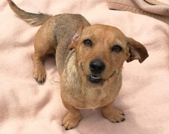 Saci Dombovar !Transportpaten gefunden! ♥an die Tierhilfe Franken♥ →06/2020 Saci Dombovar !Transportpaten gefunden! ♥an die Tierhilfe Franken♥ →06/2020