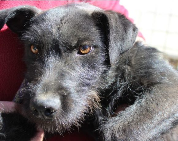 Sziszi 2 !Transportpaten gefunden! ♥vermittelt an die Schnauzer-Not-Hilfe♥ → 04.07.2020 Sziszi 2 !Transportpaten gefunden! ♥vermittelt an die Schnauzer-Not-Hilfe♥ → 04.07.2020