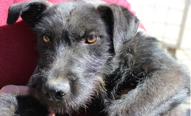 Sziszi 2 !Transportpaten gefunden! ♥vermittelt an die Schnauzer-Not-Hilfe♥ → 04.07.2020 Sziszi 2 !Transportpaten gefunden! ♥vermittelt an die Schnauzer-Not-Hilfe♥ → 04.07.2020