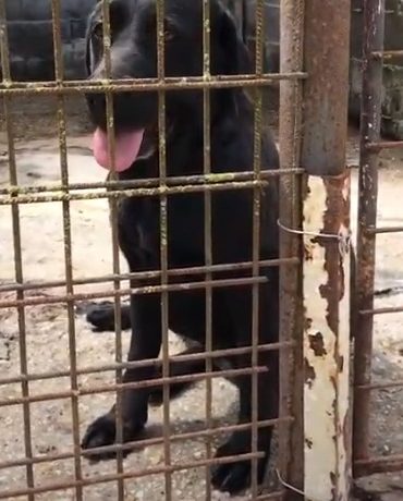 Süti ! Transportpaten gefunden – Ausreisepate gefunden! → 7/2020 Süti ! Transportpaten gefunden – Ausreisepate gefunden! → 7/2020