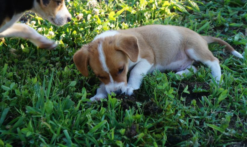 Bigyo ♥vermittelt♥