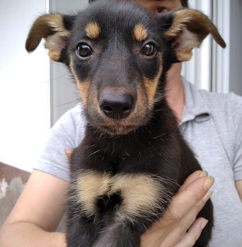 Simi Mohacs  ♥vermittelt♥