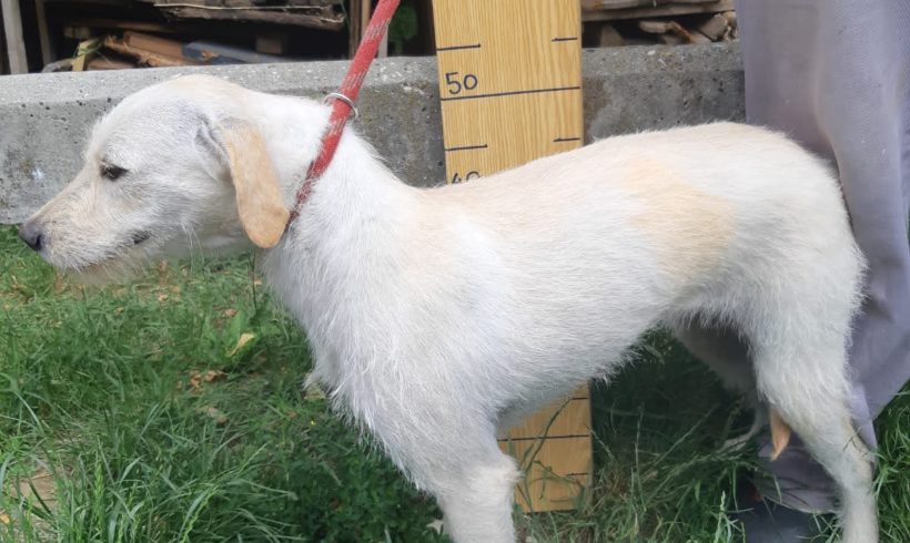 Kokusz •vermittelt•