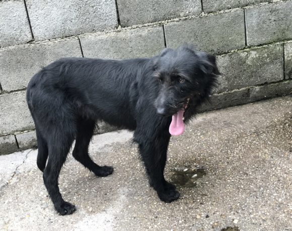 Linda 4 ! Transportpaten gefunden ! ♥vermittelt an die Schnauzer Nothilfe♥ → 7/2020 Linda 4 ! Transportpaten gefunden ! ♥vermittelt an die Schnauzer Nothilfe♥ → 7/2020