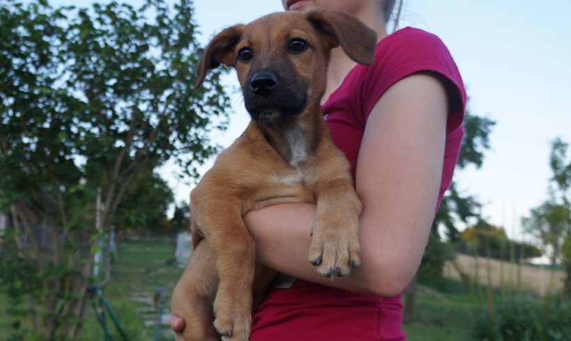 Boni TH Zala ♥vermittelt♥