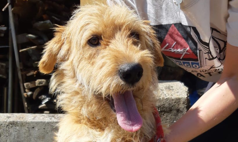 Brios 2 ♥vermittelt♥