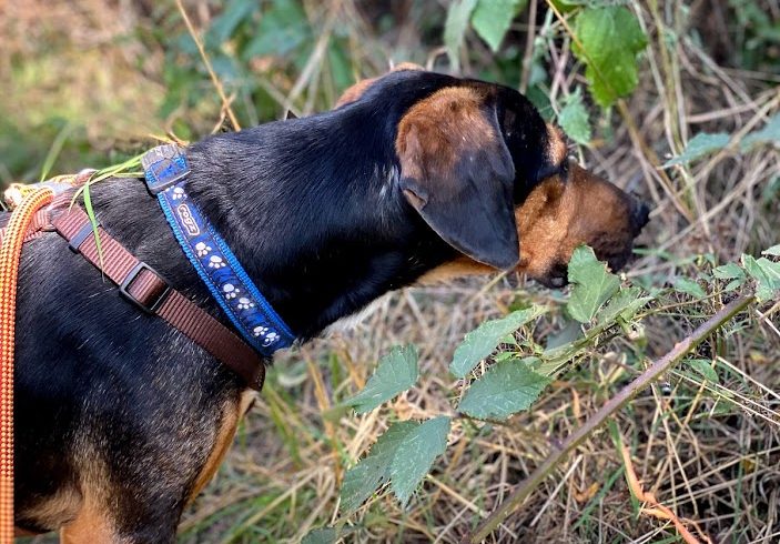 Bugli ♥vermittelt♥ auf PS in 16247  Friedrichswalde