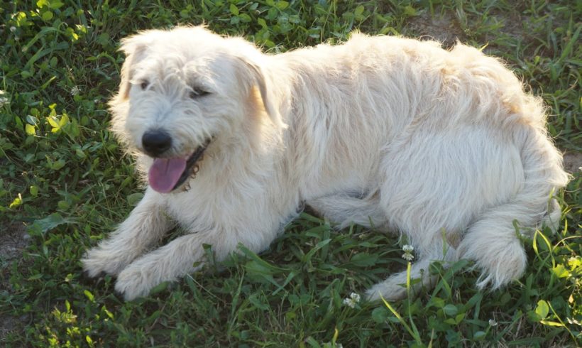 Gyurika ♥vermittelt♥