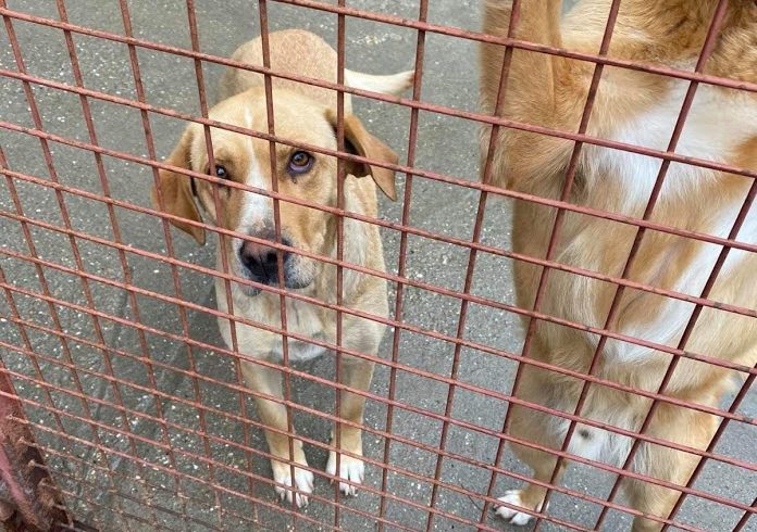 Lady 3 ♥vermittelt♥