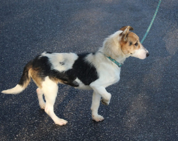 Picur 7 ! Transportpaten gefunden ! ♥vermittelt♥ Picur 7 ! Transportpaten gefunden ! ♥vermittelt♥