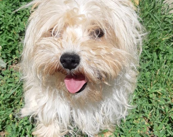 Rozsdi Bogancs ! Transportpaten gefunden! ♥vermittelt an die Tierhilfe Franken♥8/2020