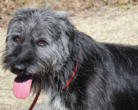 Toto !Transportpaten gefunden →9/2019 ♥vermittelt an die Schnauzer Nothilfe♥ Toto !Transportpaten gefunden →9/2019 ♥vermittelt an die Schnauzer Nothilfe♥