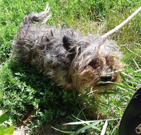 Vidra !Transportpaten gefunden! ♥vermittelt an die Tierhilfe Franken♥ 8/2020