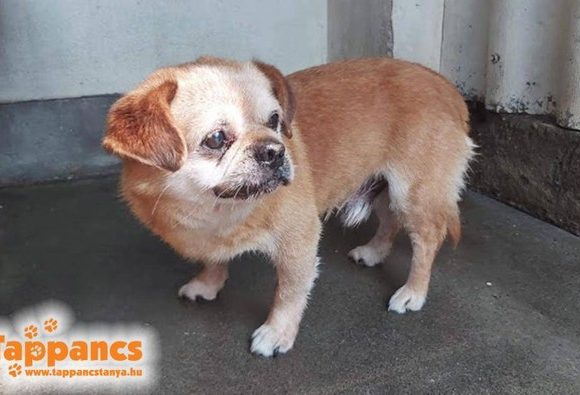 Torpe !Ausreise+Transportpaten gefunden! ♥vermittelt♥ →10/2020 Torpe !Ausreise+Transportpaten gefunden! ♥vermittelt♥ →10/2020