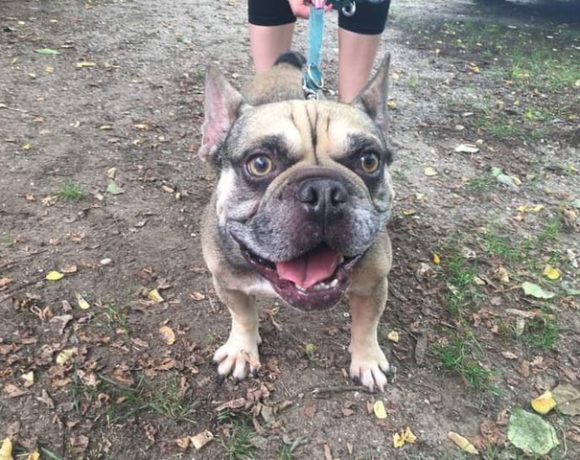 Rocky Szeged !Transportpaten gefunden! ♥vermittelt an die Tierhilfe Franken♥ Rocky Szeged !Transportpaten gefunden! ♥vermittelt an die Tierhilfe Franken♥