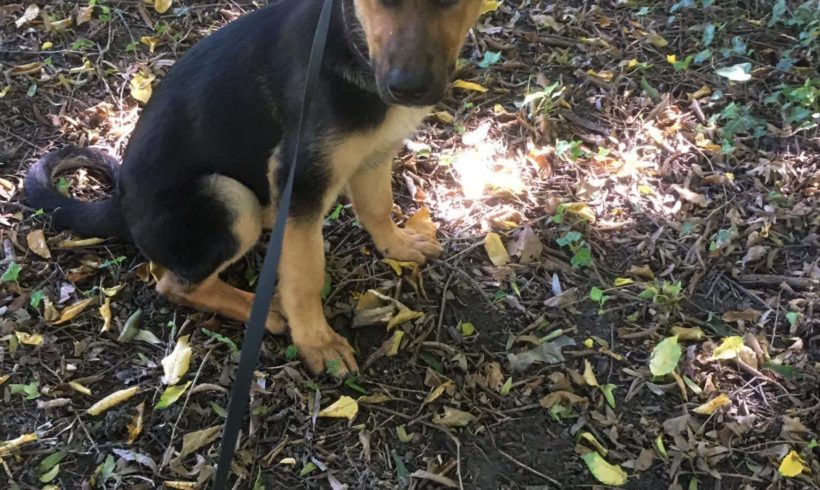 Bori 3 ♥vermittelt♥