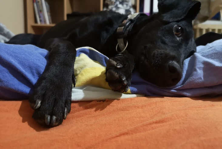 Hanna 2 ♥vermittelt♥