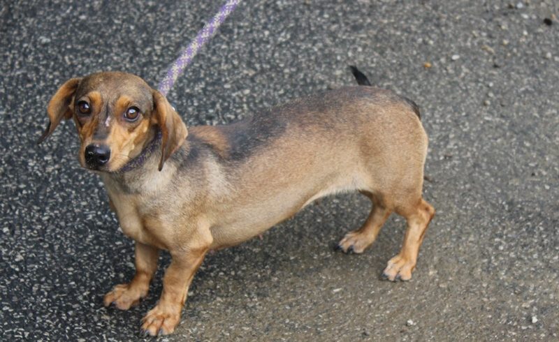 Ipi ♥vermittelt♥