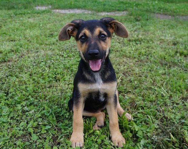 Pipacs ♥vermittelt♥