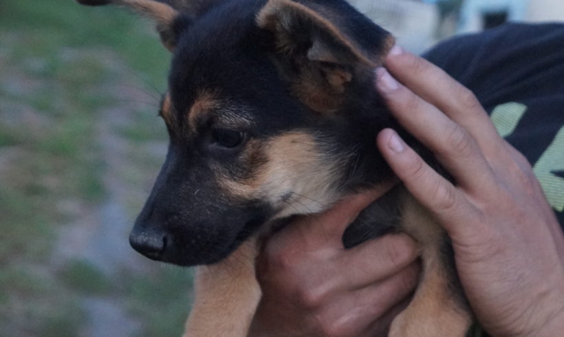 Pite ♥vermittelt♥