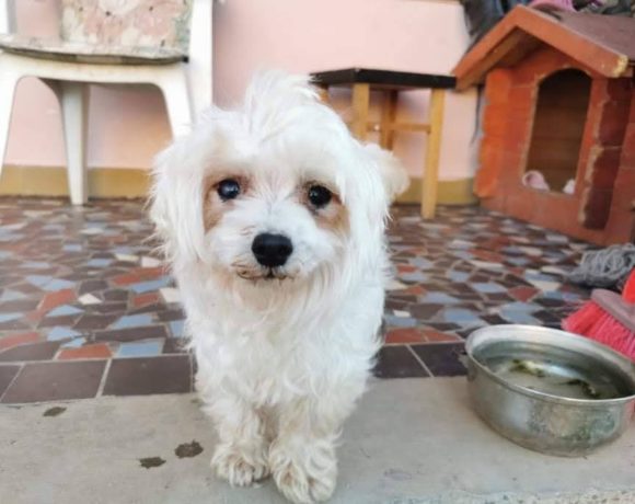 Bubu Dombovar !Transportpaten gefunden! ♥ vermittelt an die Tierhilfe Franken ♥ →8/2020 Bubu Dombovar !Transportpaten gefunden! ♥ vermittelt an die Tierhilfe Franken ♥ →8/2020