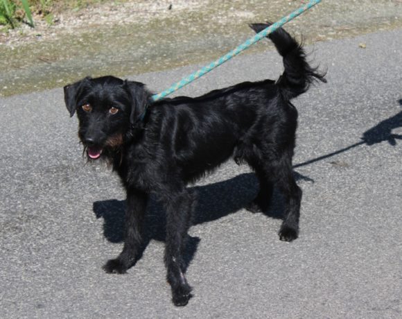 Satan 2 ♥vermittelt an die Schnauzer Nothilfe♥ !Transportpaten gefunden! →09/2020 Satan 2 ♥vermittelt an die Schnauzer Nothilfe♥ !Transportpaten gefunden! →09/2020