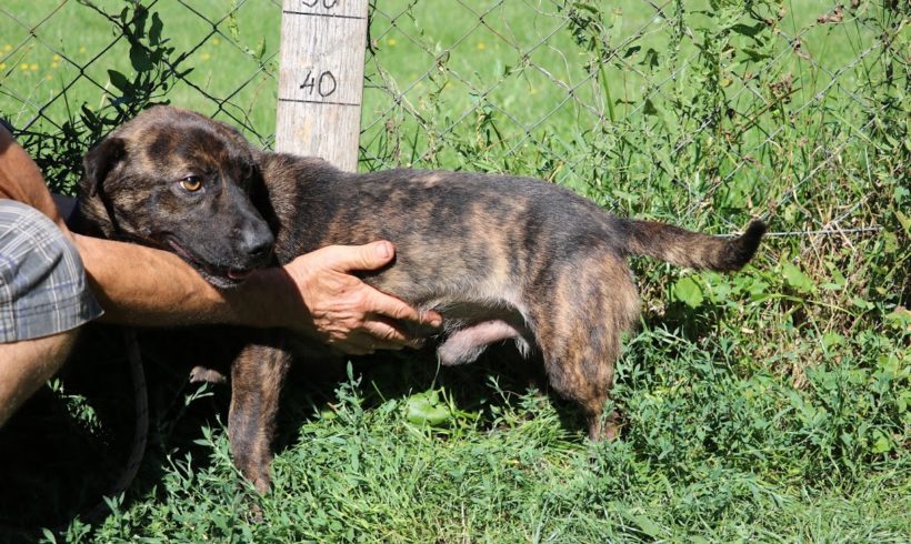 Simba Dombovar •vermittelt•