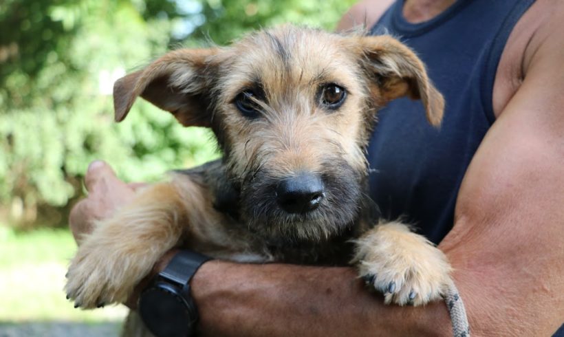 Pötyi Dombovar ♥vermittelt♥