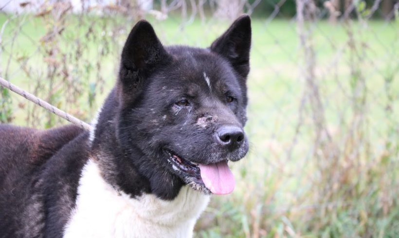 Espirit ♥vermittelt♥