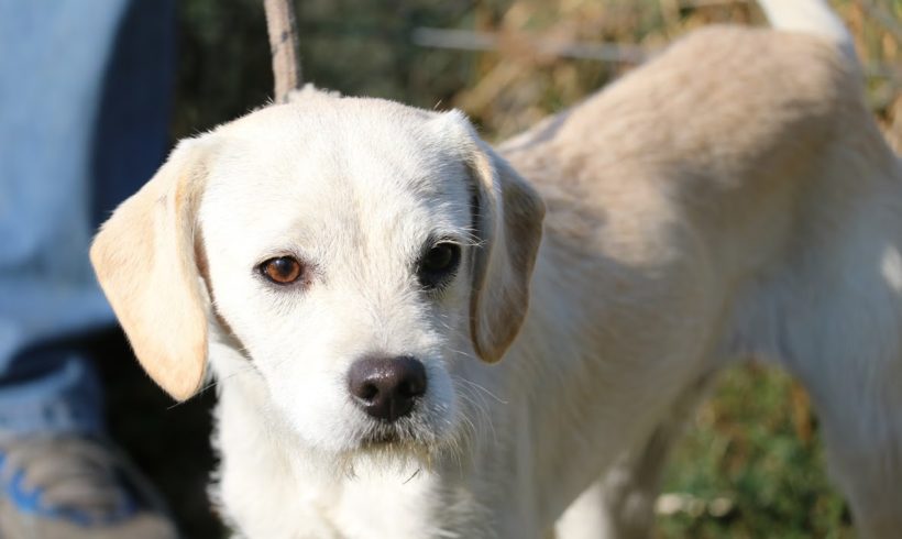 Kornél Dombovar ♥vermittelt ♥