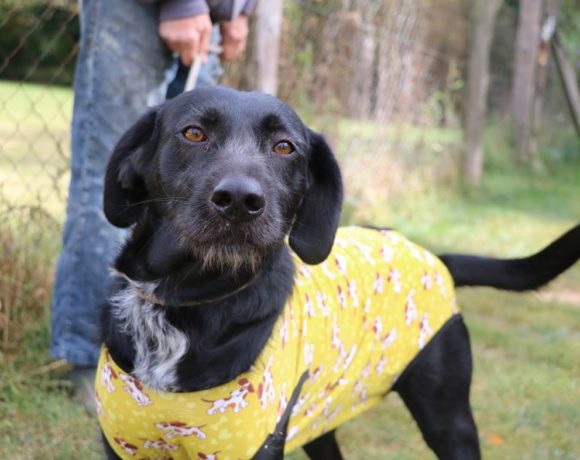 Cassie !Transportpaten gefunden! ♥vermittelt an die Tierhilfe Franken♥ Cassie !Transportpaten gefunden! ♥vermittelt an die Tierhilfe Franken♥