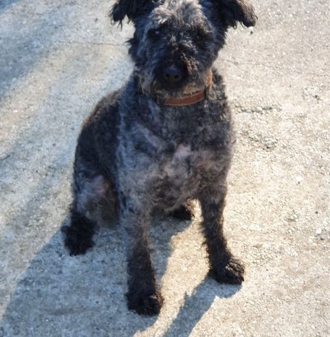 Pumi Mohacs •vermittelt •