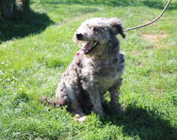 Petra Dombovar ! Transportpaten gefunden! ♥vermittelt an die Tierhilfe Franken♥ Petra Dombovar ! Transportpaten gefunden! ♥vermittelt an die Tierhilfe Franken♥