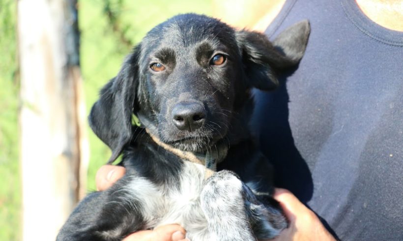 Berta Dombovar ♥vermittelt♥