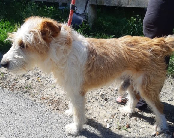 Cece !Transportpaten gefunden! ♥vermittelt♥→24.10.20 Cece !Transportpaten gefunden! ♥vermittelt♥→24.10.20