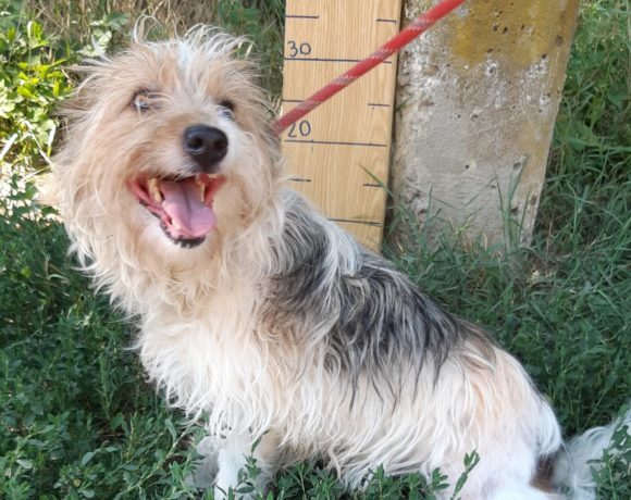 Csini ! Transportpaten gefunden ! ♥vermittelt an die Tierhilfe Franken♥ →02.10.20 Csini ! Transportpaten gefunden ! ♥vermittelt an die Tierhilfe Franken♥ →02.10.20