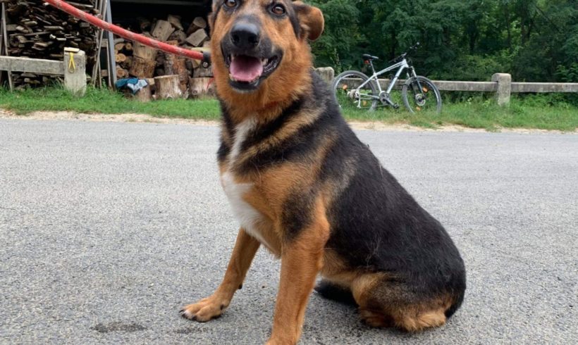 Hanna 3 †verstorben im Tierheim†