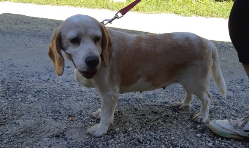 Manci Bogancs ♥vermittelt♥