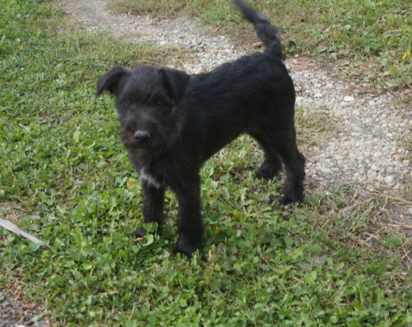 Moshi !Transportpaten gefunden! ♥vermittelt an die Schnautzer Nothilfe♥ →24.10.2020 Moshi !Transportpaten gefunden! ♥vermittelt an die Schnautzer Nothilfe♥ →24.10.2020